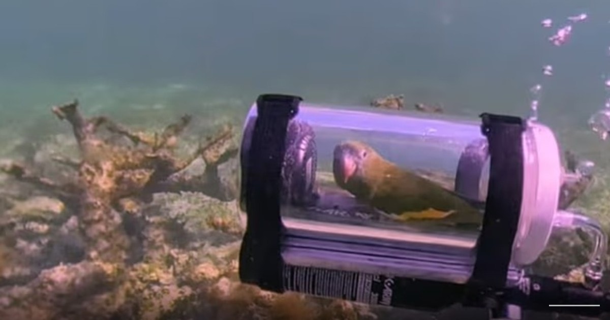 Viral parrot explores the Bahamas in a custom built bird submarine